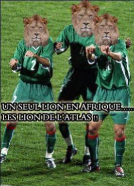 lions d'atlas